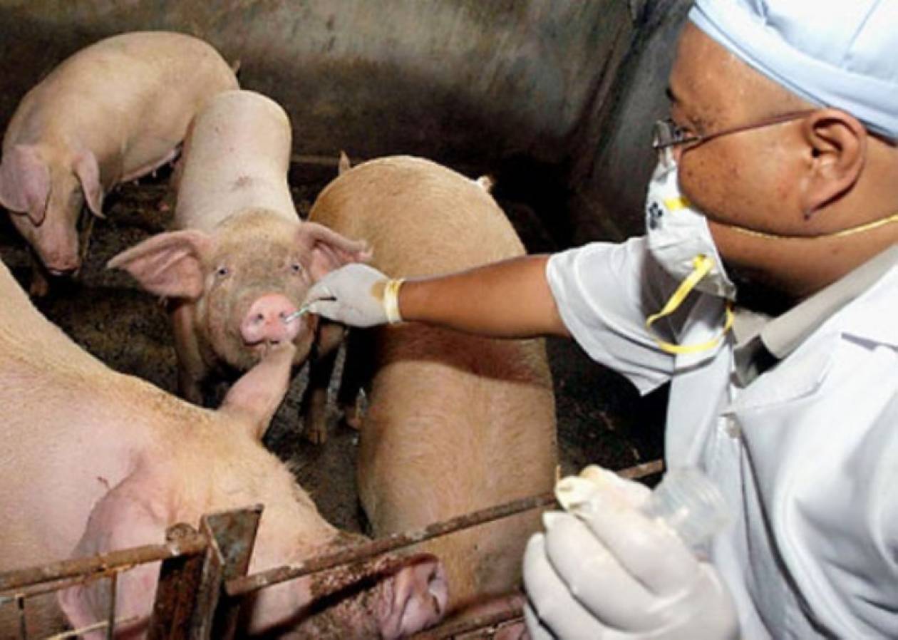 Африканская чума свиней вакцинация