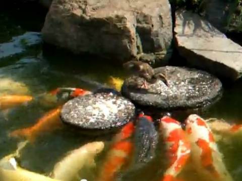 Απίστευτο βίντεο: Ένα παπάκι ταΐζει τα ψάρια της λίμνης!