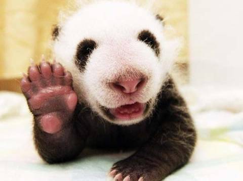Μωράκι panda ποζάρει και χαιρετάει στον φακό!