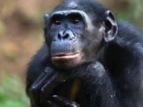 Χιμπατζής εθισμένος στις ταινίες... πορνό