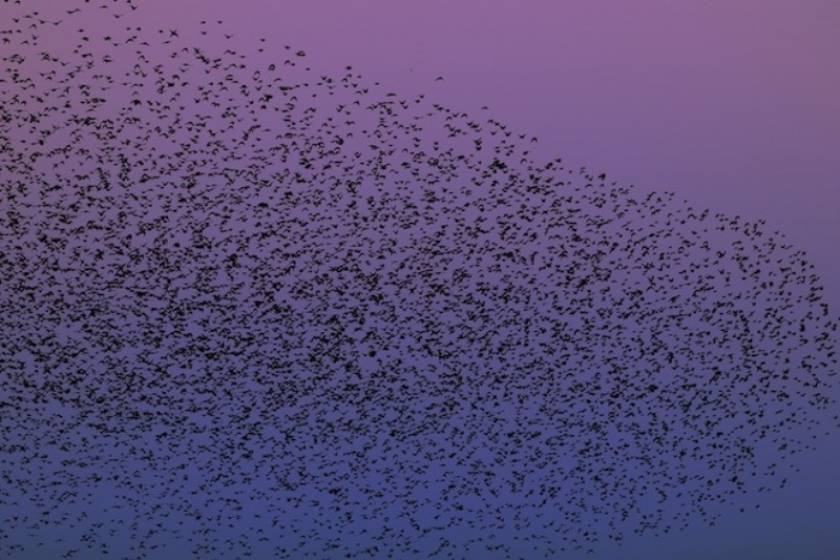 Βίντεο: Σμήνος πουλιών σε απίστευτους σχηματισμούς στον αέρα