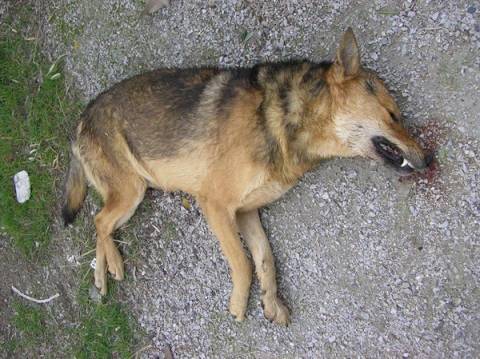 Δύο ζώα βρέθηκαν νεκρά από δηλητηριασμένα δολώματα στη Θεσσαλονίκη