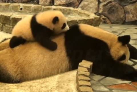 Βίντεο: Δείτε την πιο γλυκιά αγκαλιά!