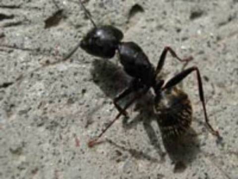 Πώς σκαρφαλώνουν τα μυρμήγκια στον τοίχο χωρίς να πέφτουν;