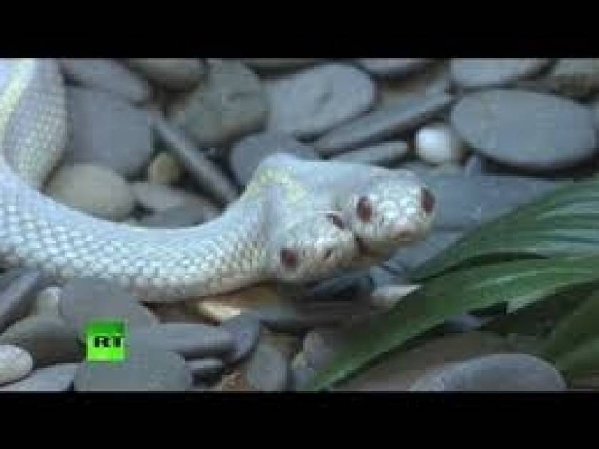 Απίστευτο: Δικέφαλο φίδι προκάλεσε πανικό σε ζωολογικό κήπο