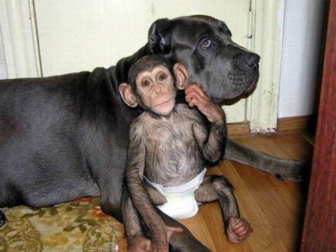 Συγκλονιστικό: Σκυλίτσα υιοθέτησε ορφανό χιμπατζή!