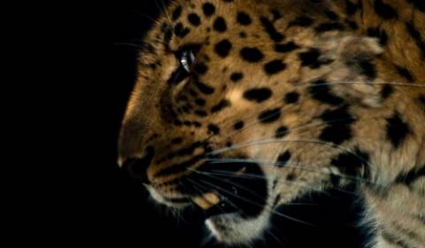 Η λεοπάρδαλη της Άπω Ανατολής δεν διατρέχει κίνδυνο