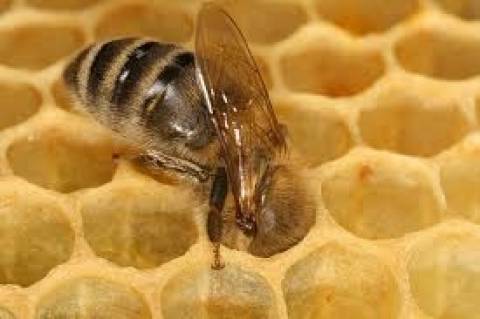 Απίστευτο! Εκπαιδεύουν μέλισσες για εντοπισμό ναρκών!