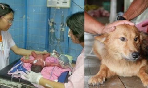 Σκύλος έσωσε νεογέννητο που βρήκε στα σκουπίδια!