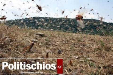 Χίος: «Βρέχει» ο ουρανός ακρίδες