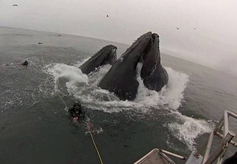 Βίντεο: Κινδύνεψε να τον πλακώσει φάλαινα!