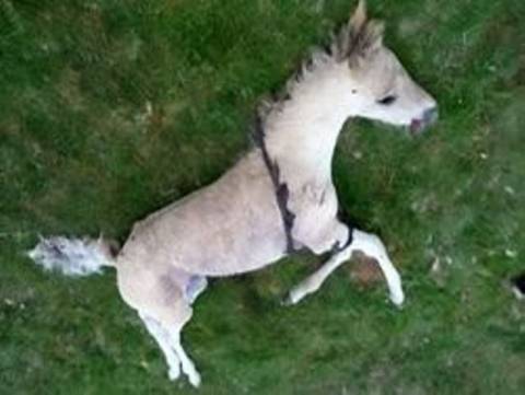 ΣΟΚ: Άλογο κατακρεουργήθηκε από σατανιστές