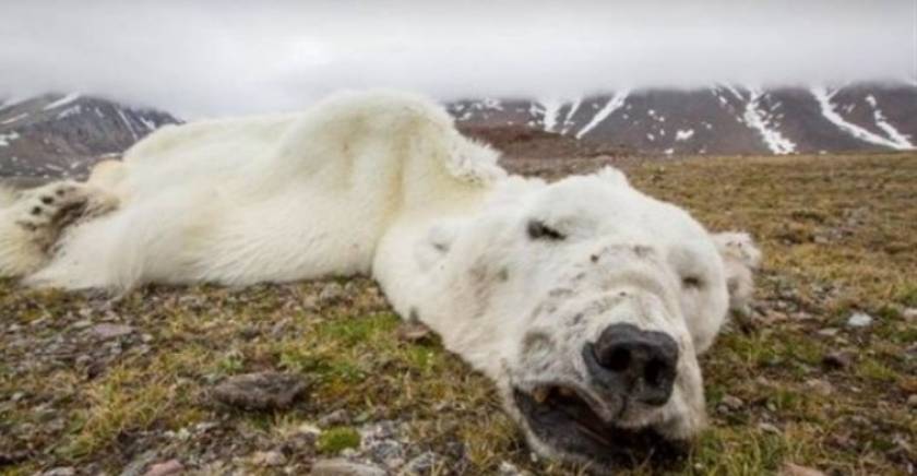 Πολική αρκούδα έπεσε θύμα της κλιματικής αλλαγής