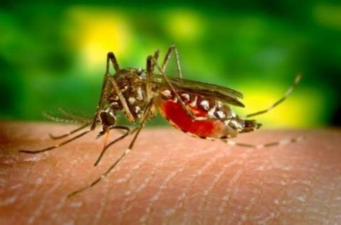 7 πράγματα που δεν ξέρατε για τα κουνούπια