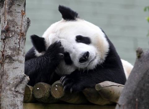 Αυτά είναι γεννητούρια: Έρχεται το μεγαλύτερο Panda του κόσμου!