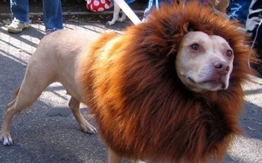 Ζωολογικός κήπος μεταμόρφωσε έναν σκύλο σε... λιοντάρι!