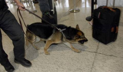 Οι αστυνομικοί σκύλοι της Μολδαβίας πρέπει να «μιλούν» τη Ρουμανική