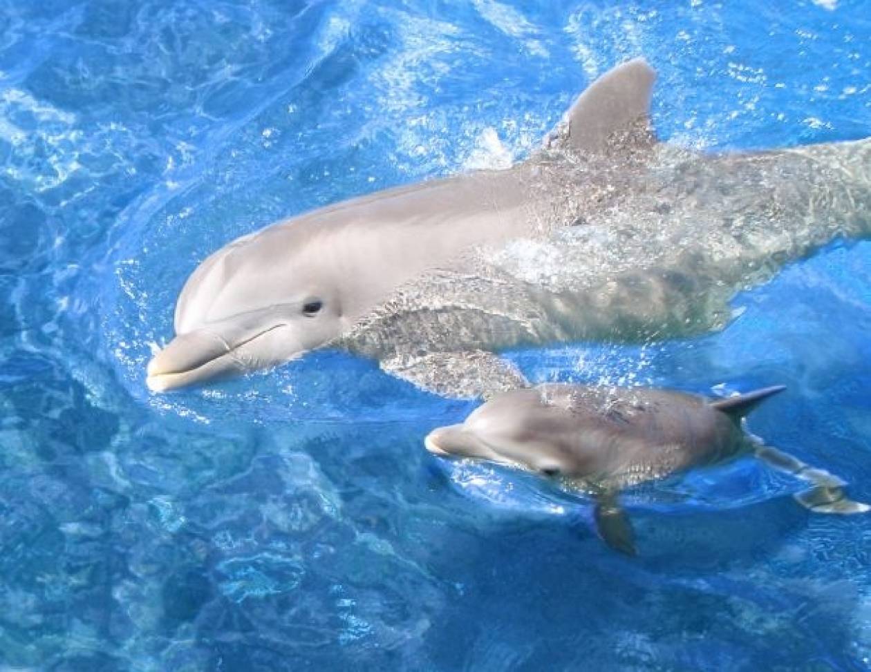 8 παράξενες αλήθειες που δεν ξέρετε για τα δελφίνια - Newsbomb