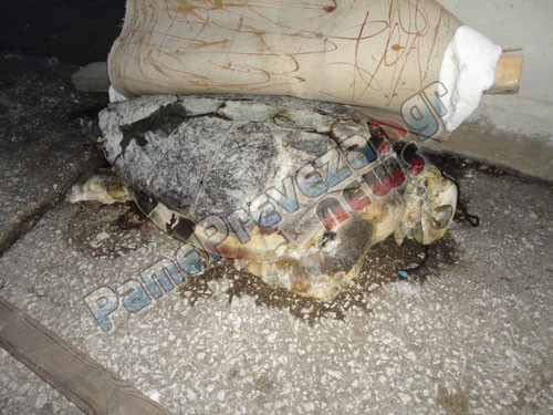 Πρέβεζα: Θαλάσσια χελώνα σαπίζει στο εμπορικό λιμάνι (ΦΩΤΟ)
