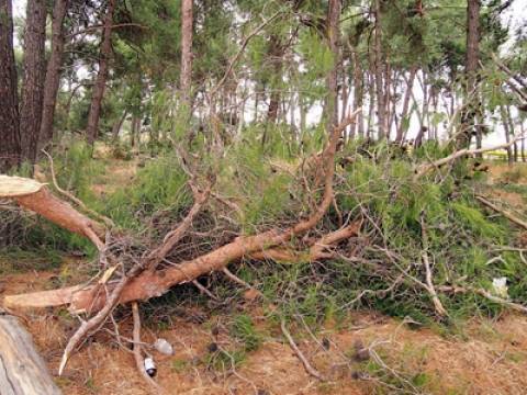 Ξηλώθηκαν δεκάδες δένδρα στο δάσος Ιασίου
