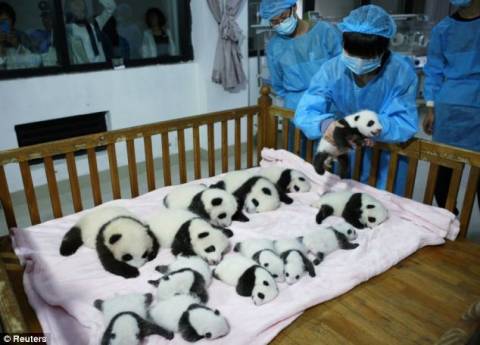 Νεογέννητα panda κλέβουν την παράσταση στην Κίνα