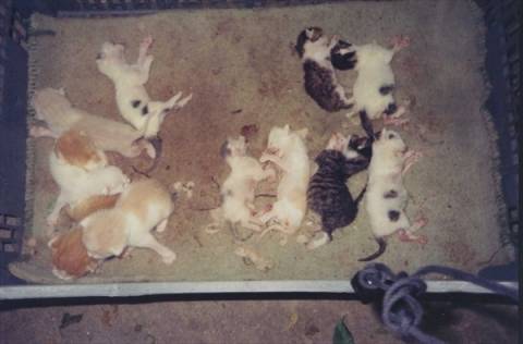 ΣΟΚ: Δηλητηρίασαν 13 γάτες σε περιοχή των Χανίων!