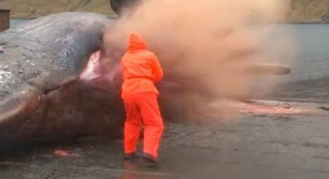Βίντεο που προκαλεί σάλο: Η απίστευτη... έκρηξη μιας φάλαινας!