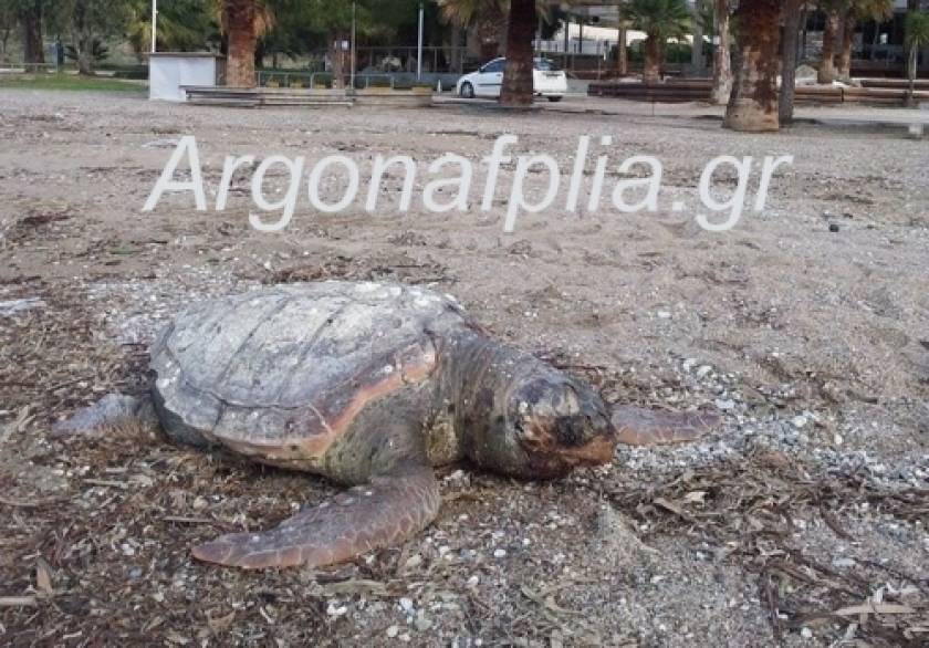 Ναύπλιο: Βρέθηκε νεκρή χελώνα καρέτα- καρέτα