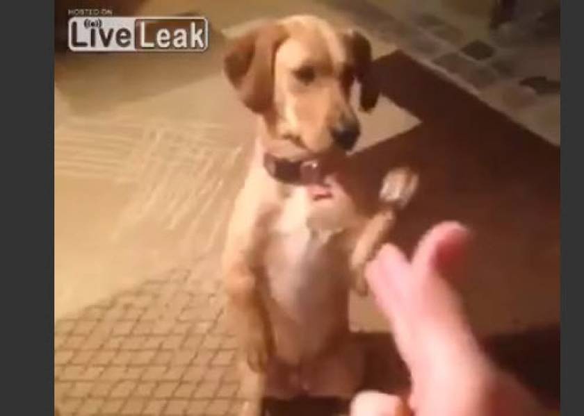 Σκύλος για Όσκαρ! (βίντεο)
