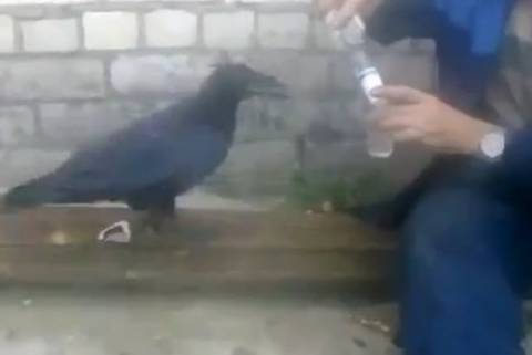 Η βότκα ενώνει έναν Ρώσο με ένα... κοράκι! (βίντεο)