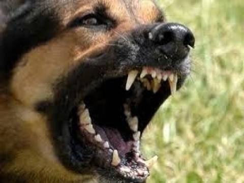 8.000 ευρώ αποζημίωση επειδή τη δάγκωσε σκύλος στο πρόσωπο