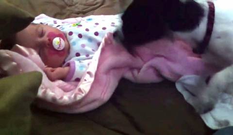 Ο σκύλος σκεπάζει το μωρό για να μην κρυώσει! (βίντεο)