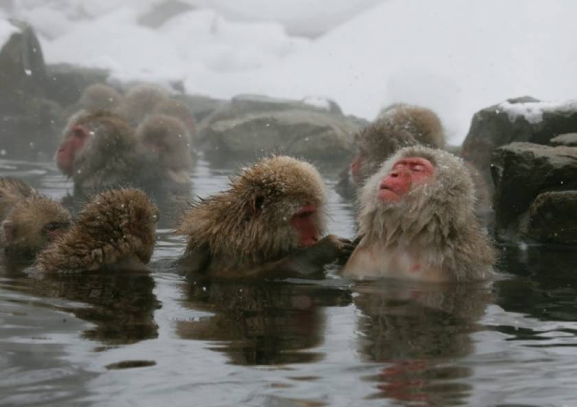 Πίθηκοι χαλαρώνουν σε θερμές πηγές! (photos)
