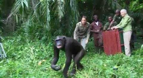 Η απίστευτη χειρονομία χιμπατζή στη γυναίκα που τον έσωσε (vid)