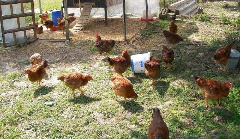 Αγρίνιο: Έκλεψαν κότες, αρνιά και φράουλες από αποθήκη