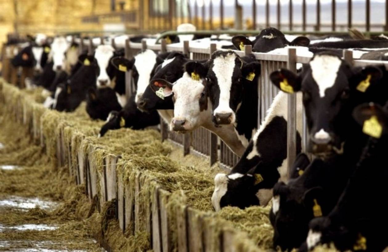 Φθιώτιδα: Από την Ολλανδία ήρθαν οι «τρελές αγελάδες» - Νέα κρούσματα