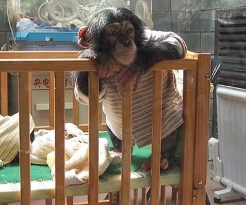 Παιδί σώζει χιμπαντζή από ύαινα! (βίντεο)