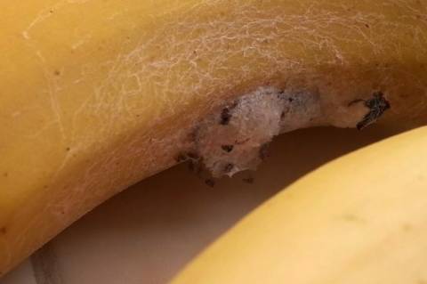 Εφιάλτης: Αγόρασαν μπανάνες με τις πιο θανατηφόρες αράχνες του κόσμου