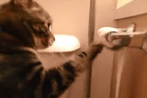 Αγριόγατες εναντίον χαρτιού τουαλέτας (videos)