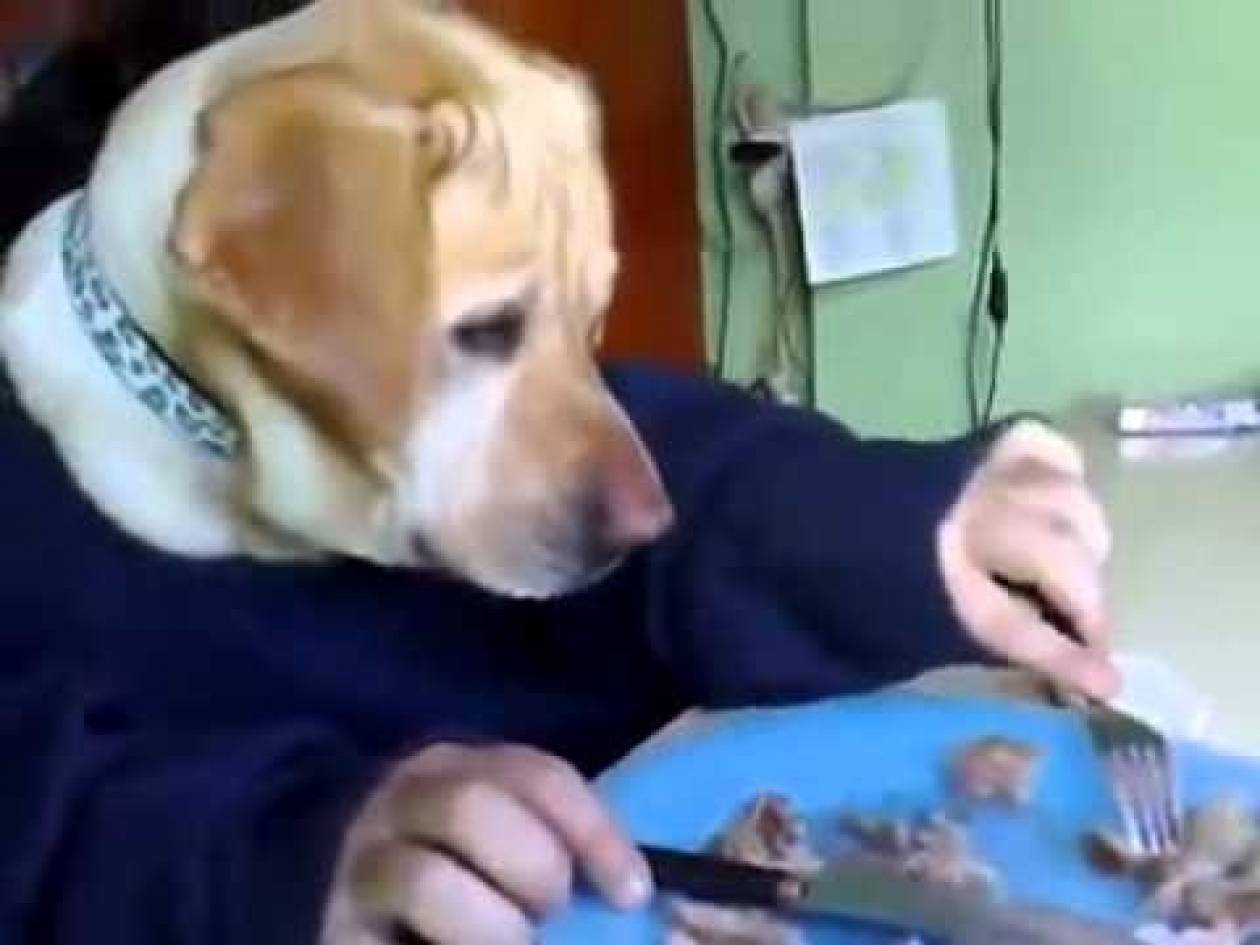 Собака ест с руки