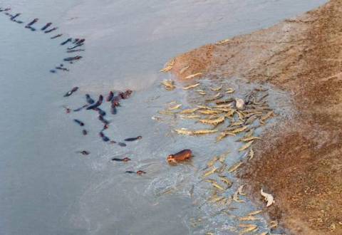 Μάχη στο νερό: Ιπποπόταμοι εναντίον κροκόδειλων