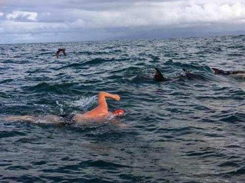 Δελφίνια έσωσαν κολυμβητή από καρχαρία! (video)