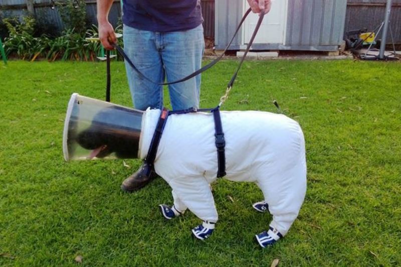 Ο πρώτος σκύλος μελισσοκόμος! (photos)