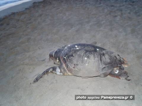 Πρέβεζα: Ακόμη μια νεκρή θαλάσσια χελώνα