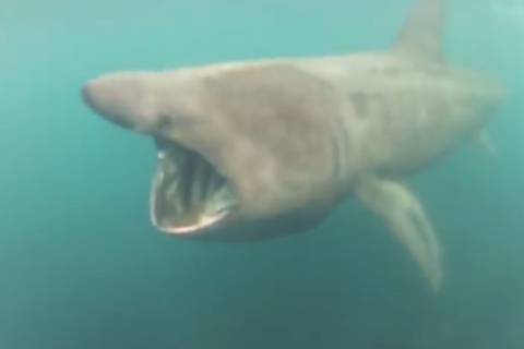 Κορνουάλη: Καρχαρίας παραλίγο να καταπιεί κολυμβητή! (video)