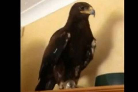 Βρετανία: Συνηθισμένο. Ένας αετός εισέβαλε στο σαλόνι της! (photos+video)