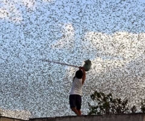 Υπάτη: Σμήνη από ακρίδες ρήμαξαν στρέμματα καλλιεργειών