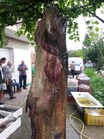 Κοζάνη: Δείτε το ψάρι που έβγαλαν από τη λίμνη – Ζυγίζει 145 κιλά (pics)
