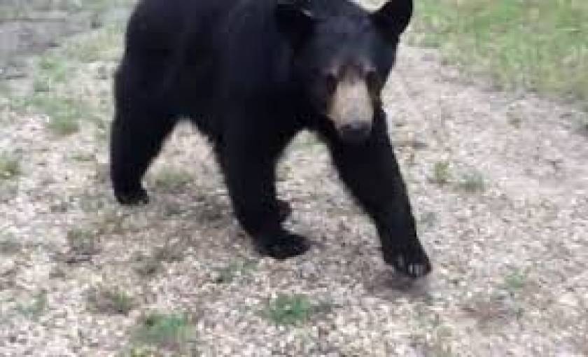 Βίντεο: Εκεί που έκαναν τζόκινγκ ήρθαν αντιμέτωποι με μια... αρκούδα!