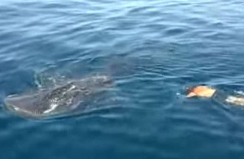 Φλόριντα: Κολύμπησε πάνω σε μια φάλαινα- καρχαρία! (video+photos)
